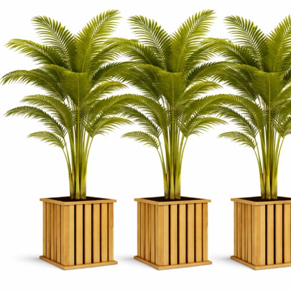 Kunstplant palm Areca (goudpalm 195 cm) huren De Verhuurcentrale Zoetermeer Kunstplanten en bomen huren Zoetermeer