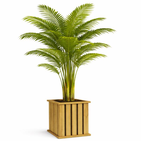 Kunstplanten en bomen huren Zoetermeer Kunstplant palm Areca (goudpalm 195 cm) huren De Verhuurcentrale Zoetermeer